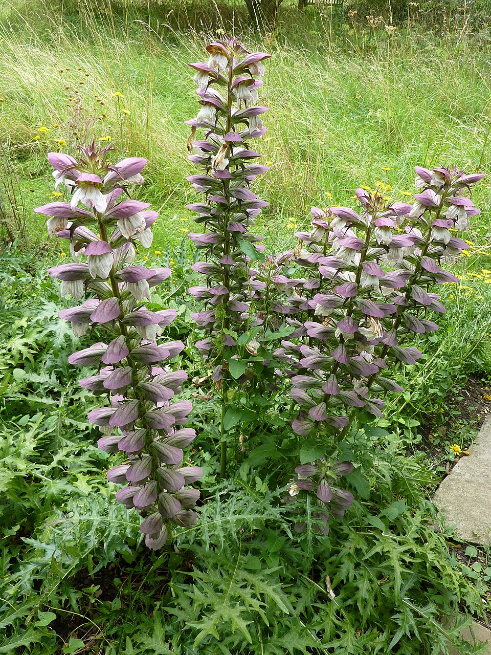 ACANTHUS MOLLIS Acanthus mollis Flower Seeds for Planting in Flower Bed
