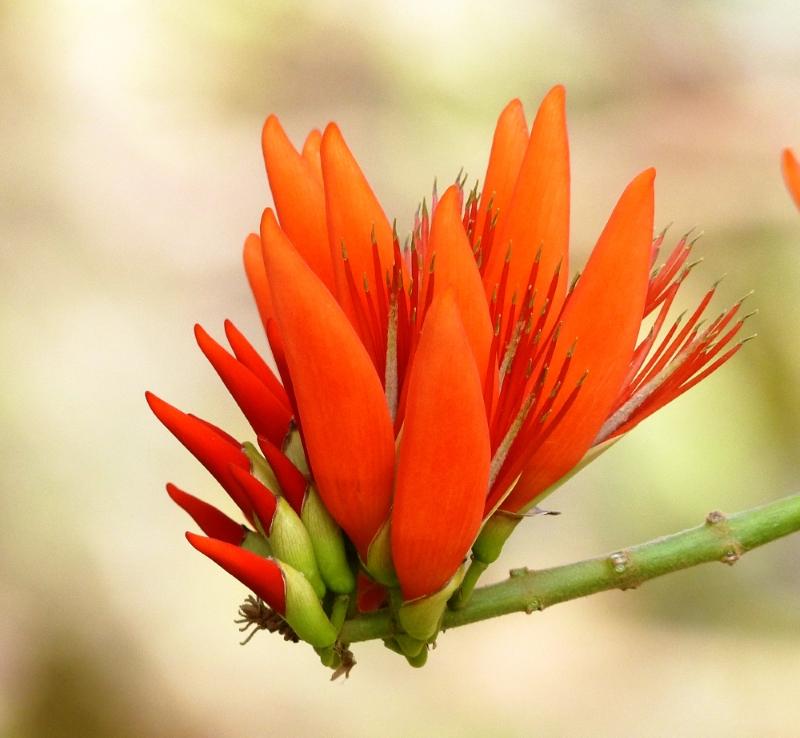 Red Sophora Flower seeds for Planting Easy to Grow Heirloom & GMO Free Seeds for Home Garden 
 
 Sale