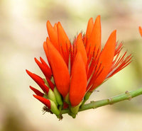Red Sophora Flower seeds for Planting Easy to Grow Heirloom & GMO Free Seeds for Home Garden 
 
 Sale