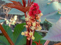 Castor flower seeds - Flower seeds for Planting - Low Maintenance, Heirloom & GMO Free Seeds for Home Garden