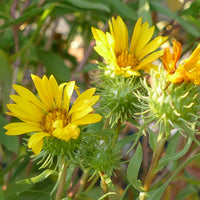 Grindelia Flower seeds for Planting - Seasonal Bloomer, Heirloom & GMO Free Seeds for Home Garden