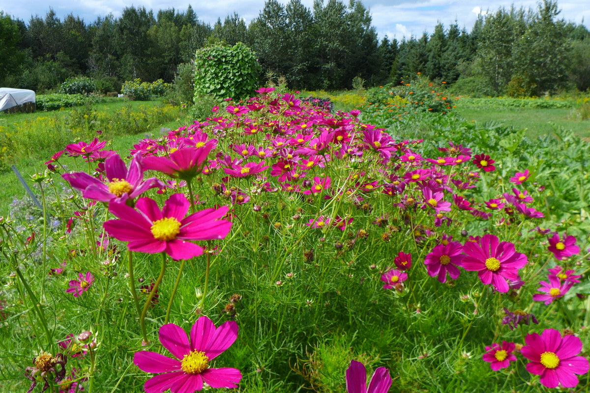 Cosmos Versailles Series Mix Seeds for Stunning Garden Flowers
