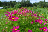 Cosmos Versailles Series Mix Seeds for Stunning Garden Flowers