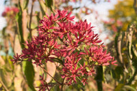 Heptacodium Miconioides Seven Sons Flower Shrub Seeds