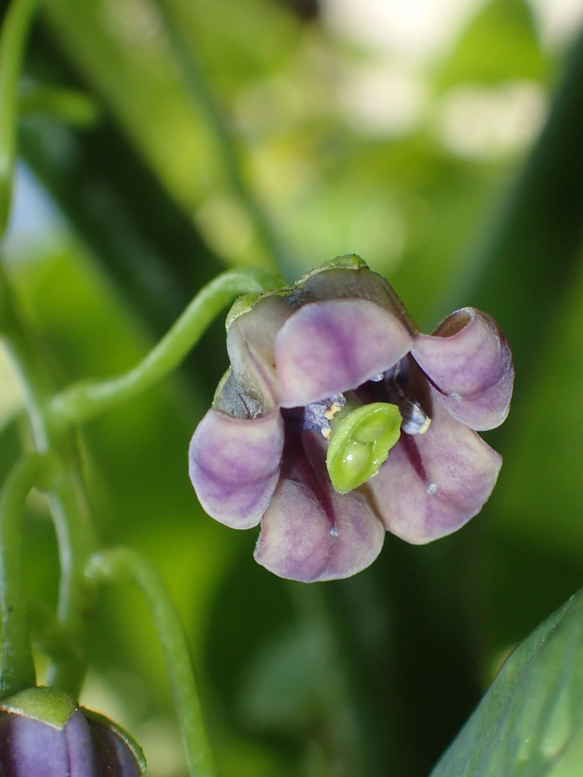 Cyphomandra Flower seeds for Planting - Pollinator Friendly, Heirloom & GMO Free Seeds for Home Garden