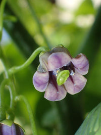 Cyphomandra Flower seeds for Planting - Pollinator Friendly, Heirloom & GMO Free Seeds for Home Garden