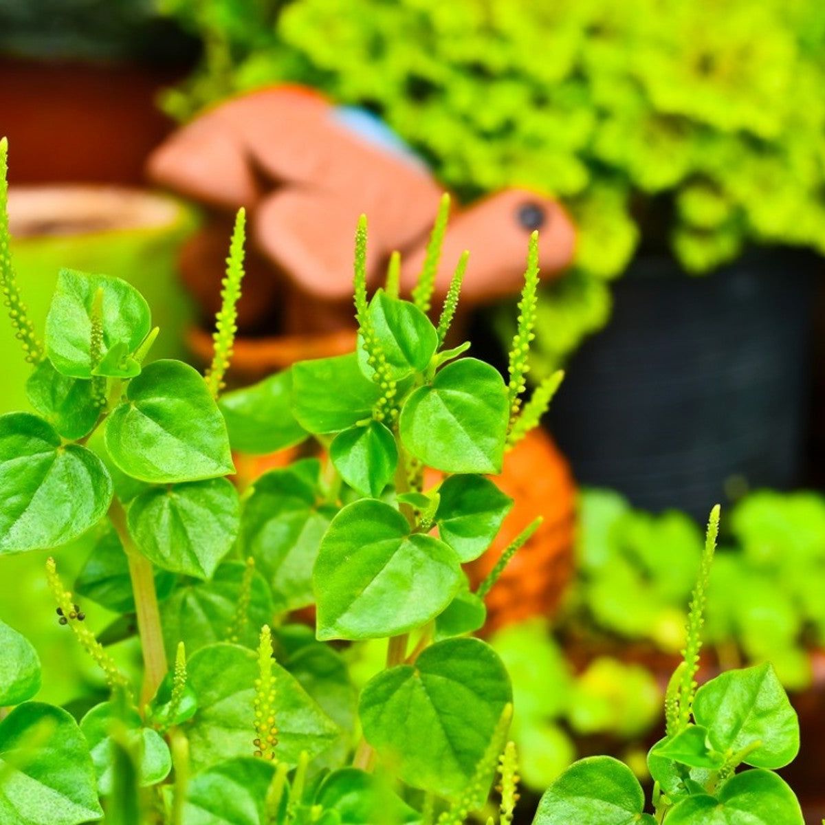 Pellucida Flower seeds for Planting - Perfect for Borders, Heirloom & GMO Free Seeds for Home Garden