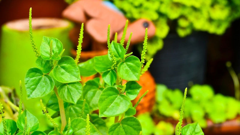 Peperomia Pellucida Flower seeds for Planting Seasonal Bloomer Heirloom & GMO Free Seeds for Home Garden