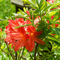 Orange Azalea Rhododendron Simsii Bonsai Flower seeds for Planting Cut Flower Favorite Heirloom & GMO Free Seeds for Home Garden