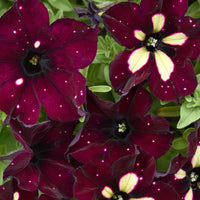 White & Maroon Petunia Flower seeds for Planting - Easy to Grow, Heirloom & GMO Free Seeds for Home Garden