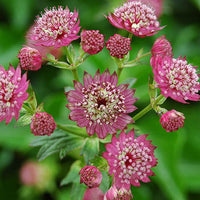 Masterwort Flower seeds for Planting - Garden Favorite, Heirloom & GMO Free Seeds for Home Garden