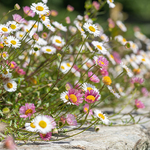 Erigeron Karvinskianus Flower seeds for Planting - Fragrant Blossoms, Heirloom & GMO Free Seeds for Home Garden
