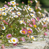 Erigeron Karvinskianus Flower seeds for Planting - Fragrant Blossoms, Heirloom & GMO Free Seeds for Home Garden