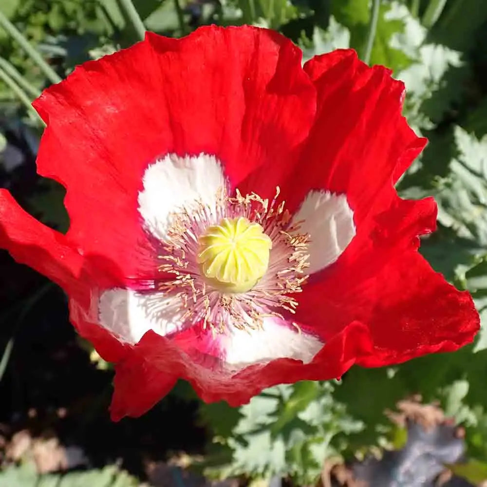 Danish Flower seeds for Planting Garden Favorite Heirloom & GMO Free Seeds for Home Garden