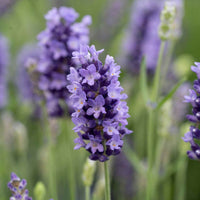 Thick Blue Lavender Flower seeds for Planting Vibrant Colors Heirloom & GMO Free Seeds for Home Garden 
 
 Sale