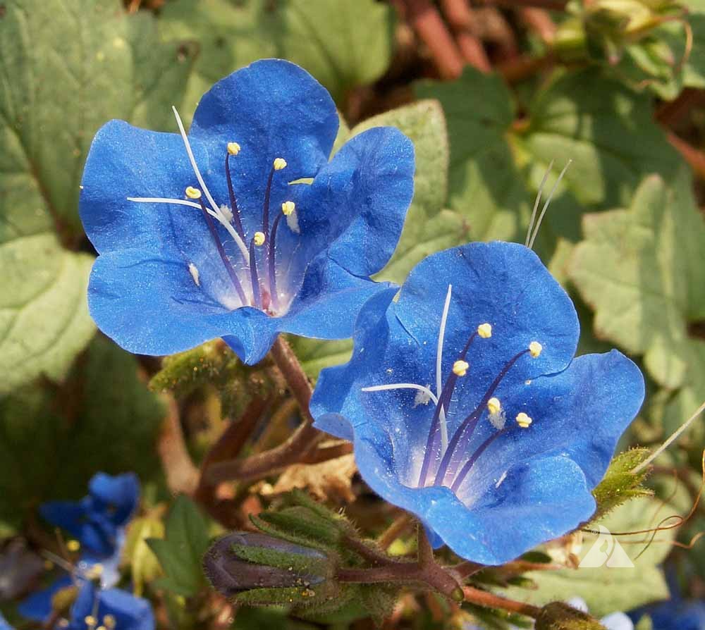 Phacelia Campanularia Flower seeds for Planting Sun Loving Heirloom & GMO Free Seeds for Home Garden
