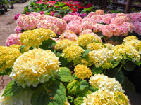 Thick Yellow Hydrangea Flower seeds for Planting Premium Quality Heirloom & GMO Free Seeds for Home Garden
 
 Sale