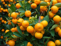 Orange Mandarin Seeds for Home Gardening  Plant and Grow Fresh Oranges