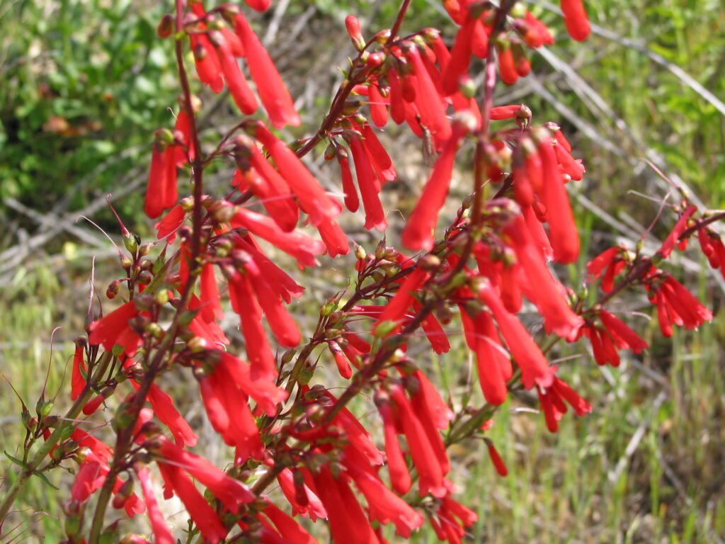 Heirloom Penstemon Eatonii Flower seeds for Planting Perfect for Borders Heirloom & GMO Free Seeds for Home Garden