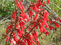 Heirloom Penstemon Eatonii Flower seeds for Planting Perfect for Borders Heirloom & GMO Free Seeds for Home Garden
