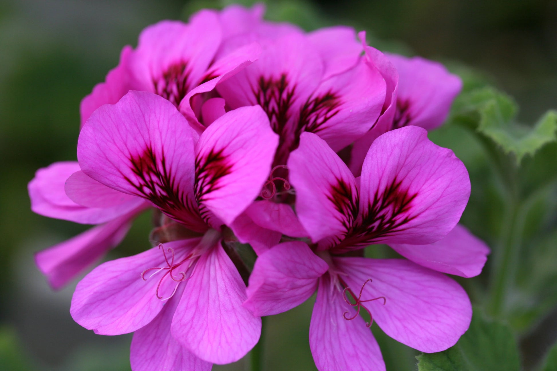 Purple Pink Geranium Flower Seeds for Planting  Vibrant Annuals for Colorful Gardens