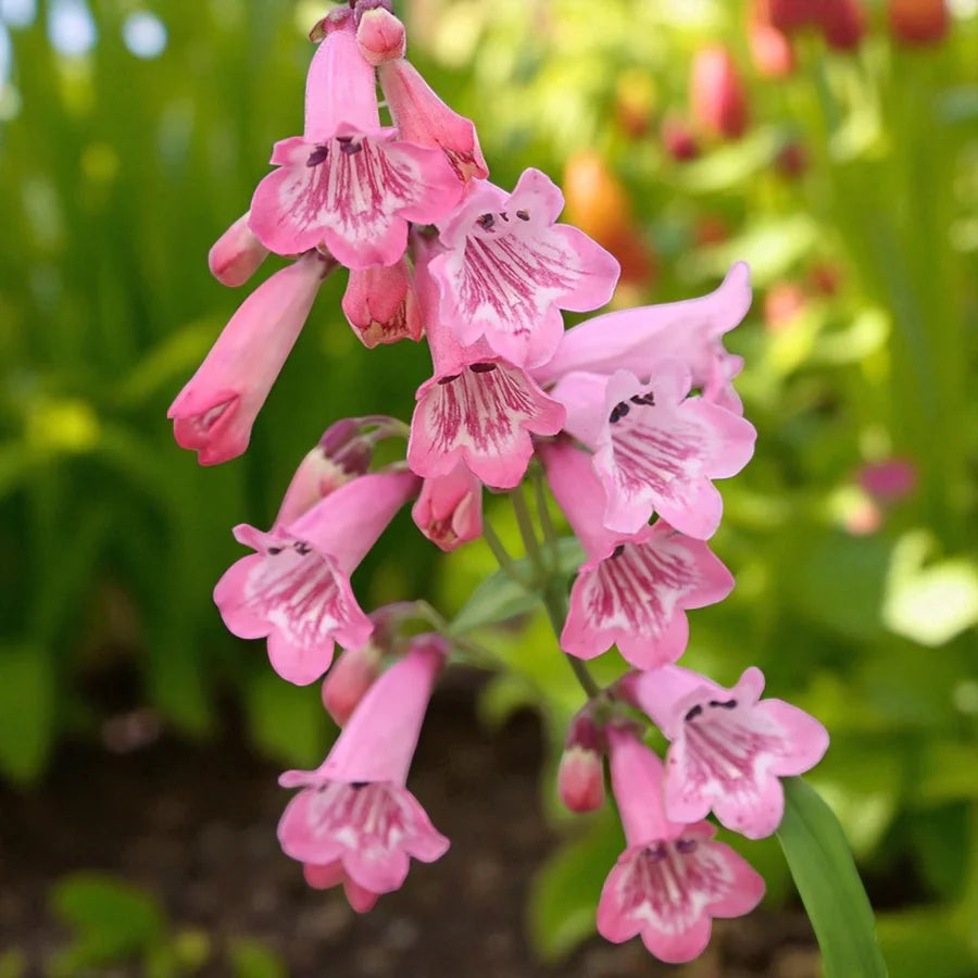 Mixed Penstemon Flower seeds for Planting - Cut Flower Favorite, Heirloom & GMO Free Seeds for Home Garden