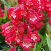Penstemon Flower seeds for Planting Easy to Grow Heirloom & GMO Free Seeds for Home Garden 
 
 Sale