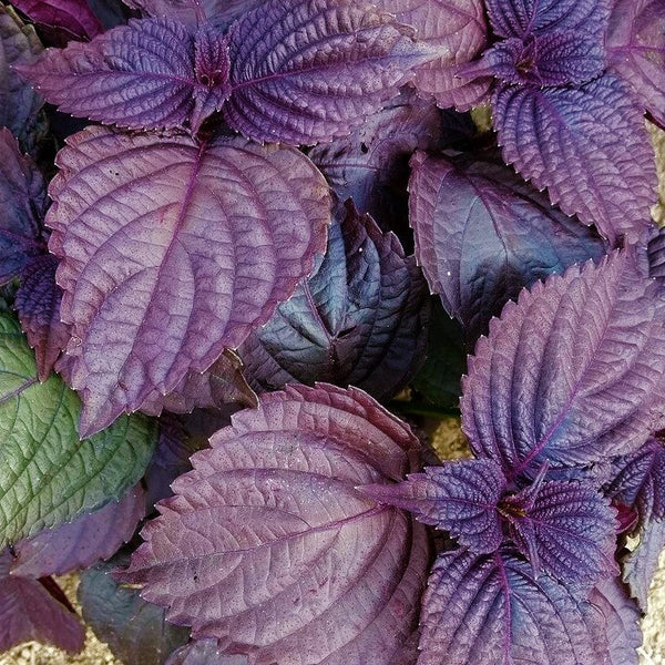 Purple Perilla Flower seeds for Planting - Cottage Garden Essential, Heirloom & GMO Free Seeds for Home Garden