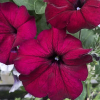 Burgundy Petunia Flower seeds for Planting - Shade Tolerant, Heirloom & GMO Free Seeds for Home Garden