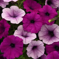 Pale Pink Petunia Flower seeds for Planting - Low Maintenance, Heirloom & GMO Free Seeds for Home Garden