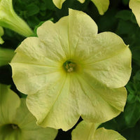 Green Petunia Flower seeds for Planting Premium Quality Heirloom & GMO Free Seeds for Home Garden