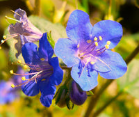 Blue Cali Flower seeds for Planting - Sun Loving, Heirloom & GMO Free Seeds for Home Garden