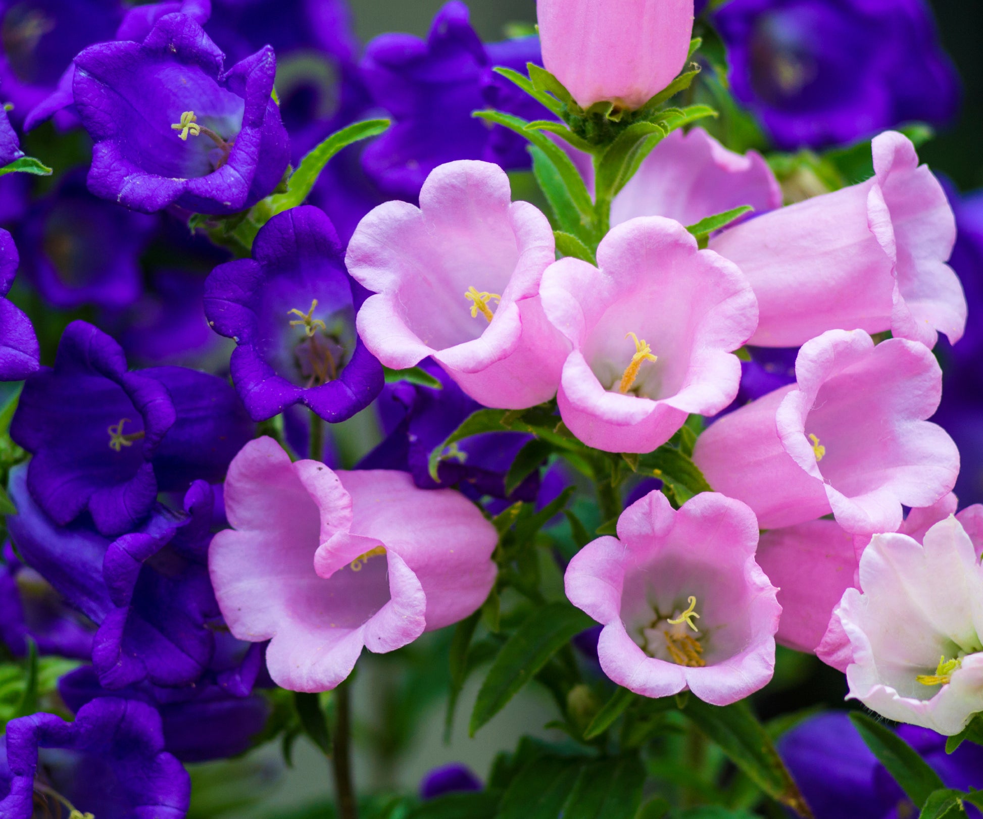 Campanula Bellflower Seeds For Planting and Gardening