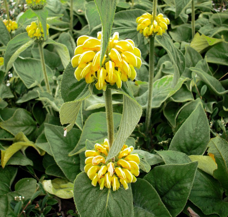 Jerusalem Sage Yellow Flower seeds for Planting - Drought Tolerant, Heirloom & GMO Free Seeds for Home Garden