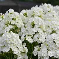 Bright White Phlox Phlox paniculata Seeds for Planting home garden pollinator zone