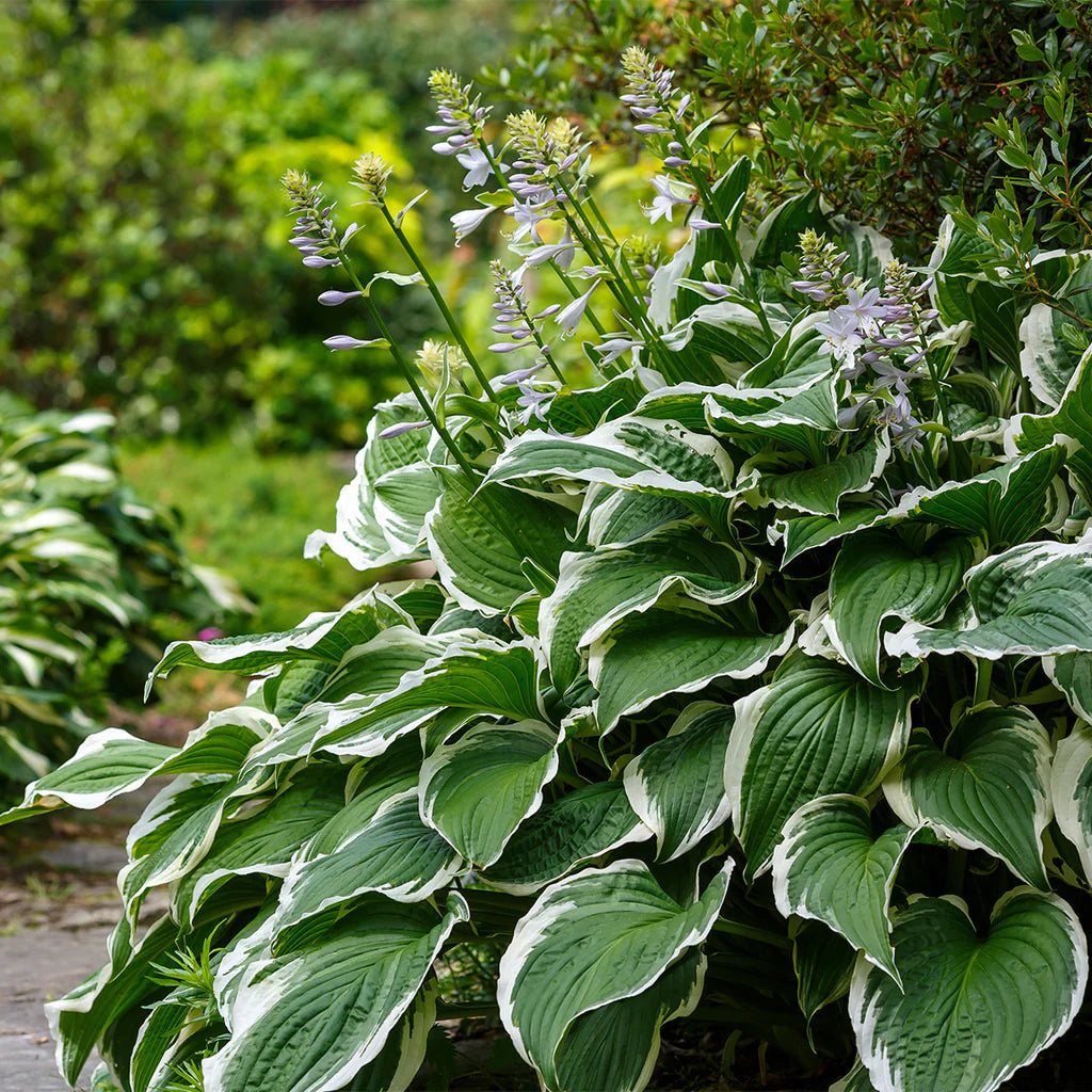 Heirloom Hosta Flower seeds for Planting Compact Growth Heirloom & GMO Free Seeds for Home Garden