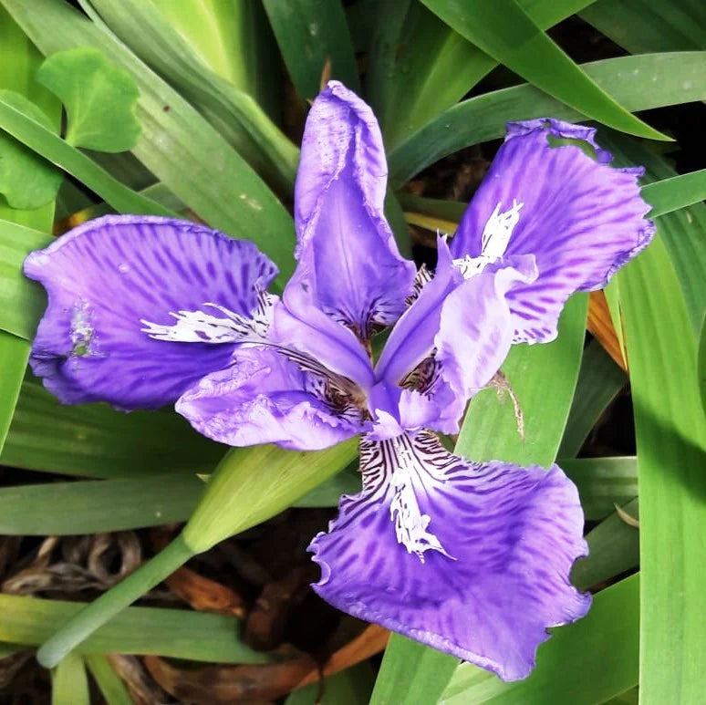 Lavender Tectorum Flower seeds for Planting - Garden Favorite, Heirloom & GMO Free Seeds for Home Garden