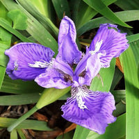 Lavender Tectorum Flower seeds for Planting - Garden Favorite, Heirloom & GMO Free Seeds for Home Garden
