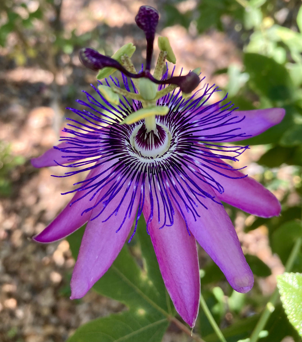 Purple Passion Flower seeds for Planting - Compact Growth, Heirloom & GMO Free Seeds for Home Garden