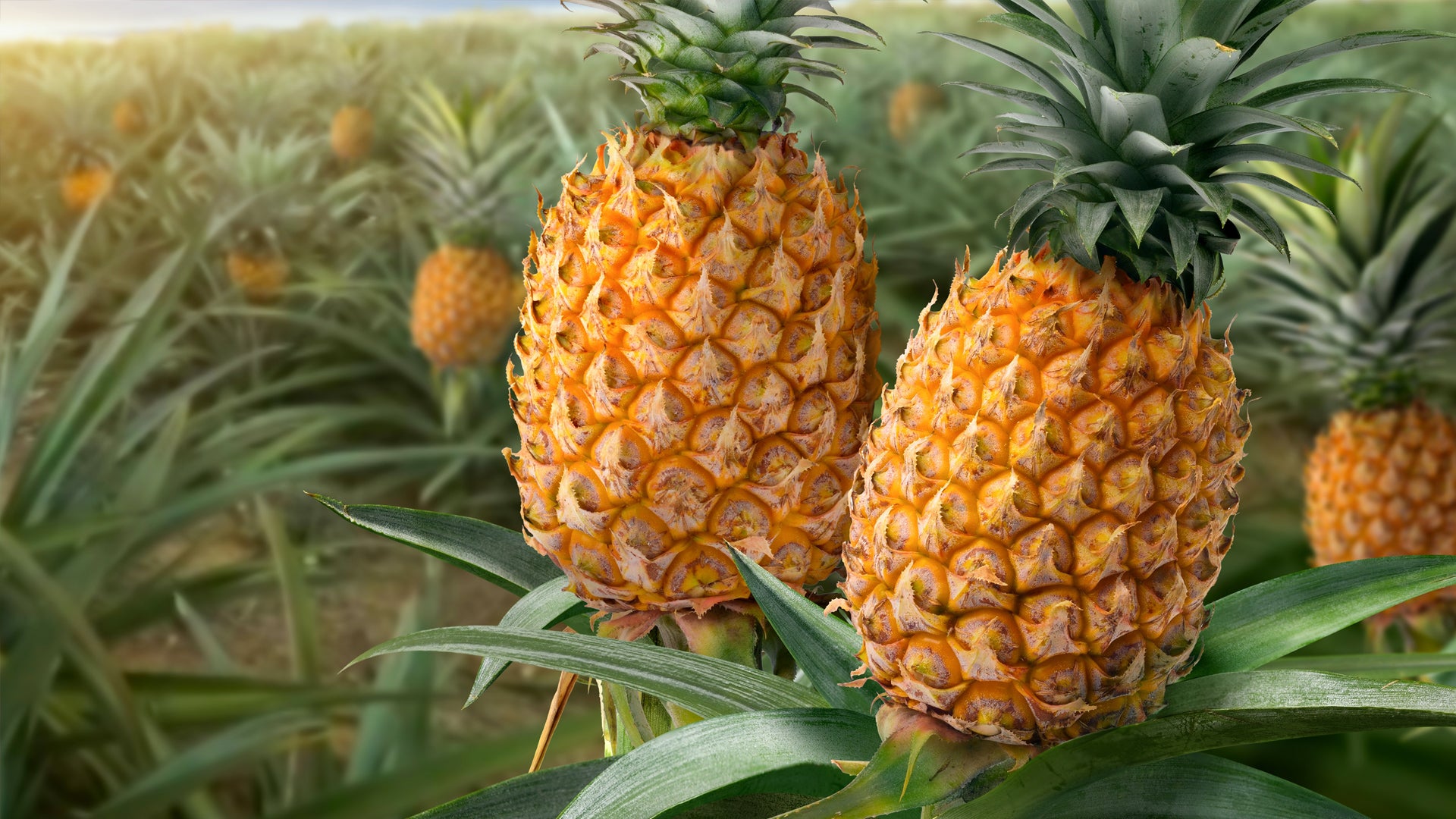 Yellow Pineapple Fruit Seeds for Home Planting