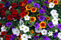 Calibrchoa Flower seeds for Planting Low Maintenance Heirloom & GMO Free Seeds for Home Garden