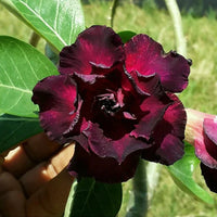 Burgundy Adenium Flower seeds for Planting Bright Blooms Heirloom & GMO Free Seeds for Home Garden 
 
 Sale