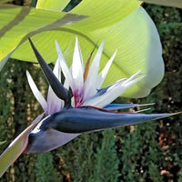 White Strelitzia Flower seeds for Planting Garden Favorite Heirloom & GMO Free Seeds for Home Garden 
 
 Sale