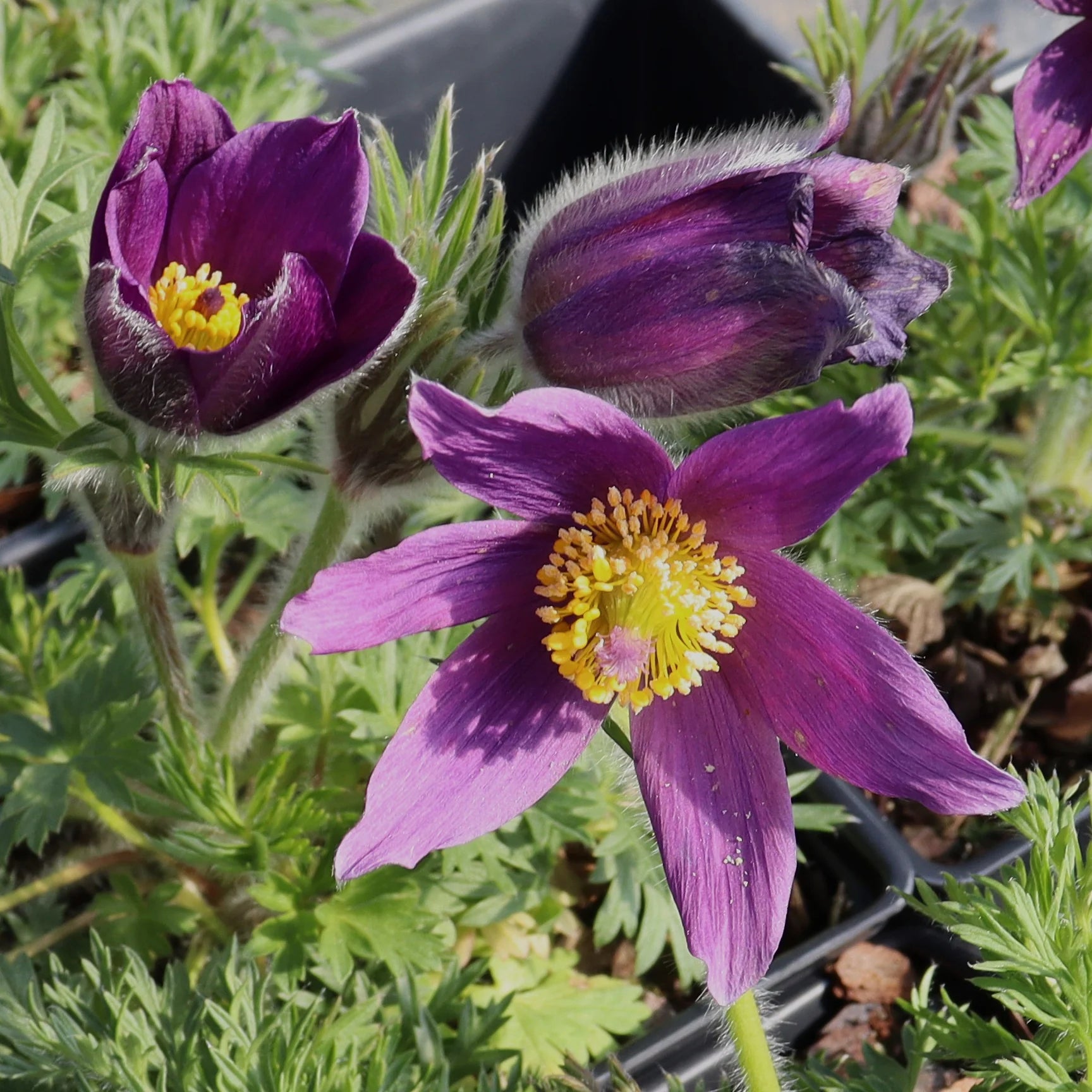 Pasque Flower seeds for Planting - Cottage Garden Essential, Heirloom & GMO Free Seeds for Home Garden