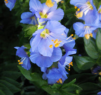 Blue Polemonium Flower seeds for Planting - Sun Loving, Heirloom & GMO Free Seeds for Home Garden