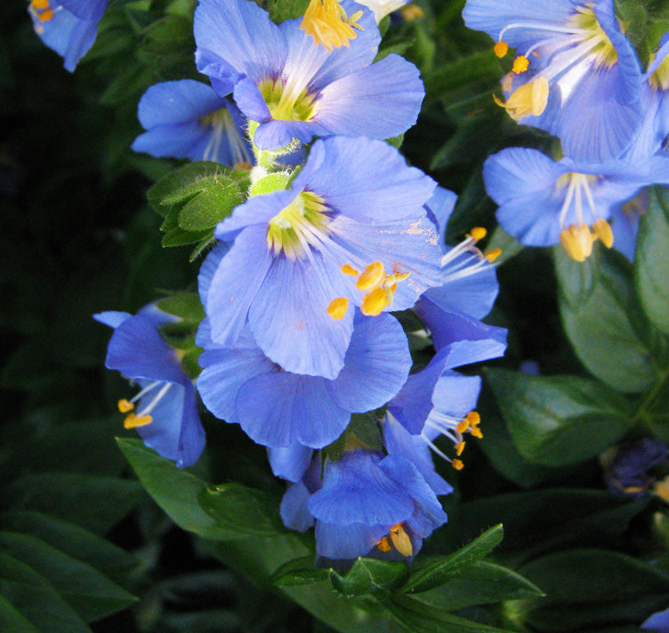 Blue Polemonium Flower seeds for Planting - Sun Loving, Heirloom & GMO Free Seeds for Home Garden