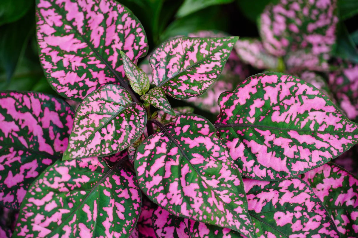 Light Pink Green Hypoestes Flower seeds for Planting Low Maintenance Heirloom & GMO Free Seeds for Home Garden
 
 Sale