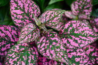 Light Pink Green Hypoestes Flower seeds for Planting Low Maintenance Heirloom & GMO Free Seeds for Home Garden
 
 Sale