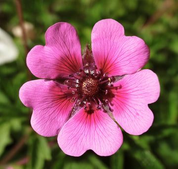 Pink Miss Willmott Flower seeds for Planting - Low Maintenance, Heirloom & GMO Free Seeds for Home Garden
