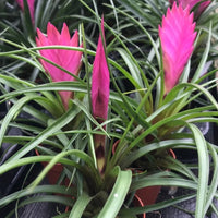 Pink Tillandsia Cretacea Flower seeds for Planting - Perfect for Borders, Heirloom & GMO Free Seeds for Home Garden